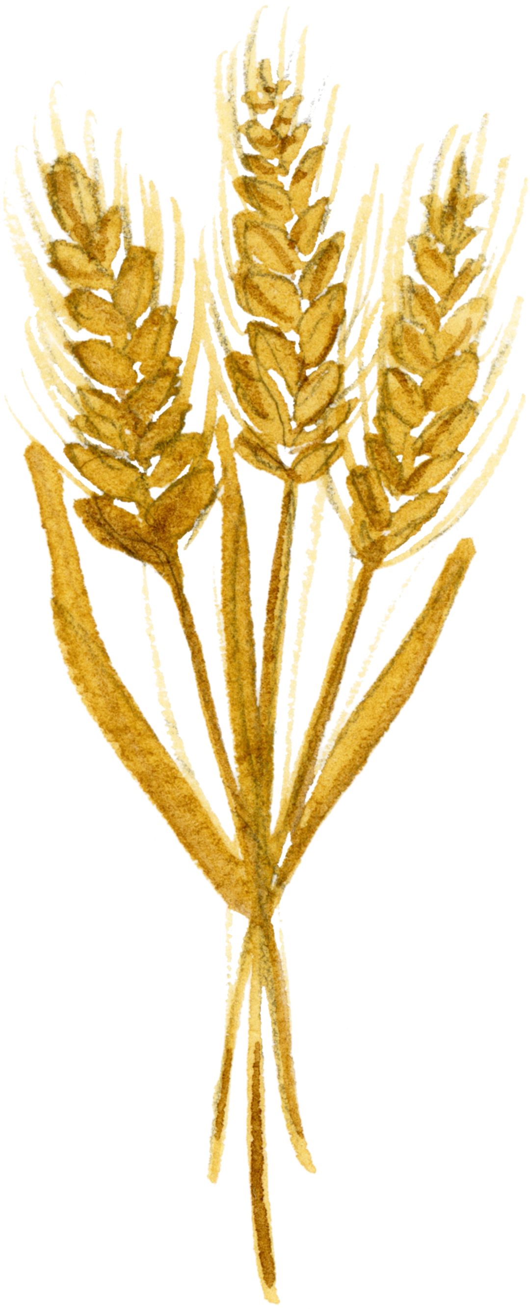Kingdom-wheat